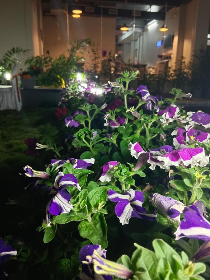דיגה Hotel Ridley International מראה חיצוני תמונה